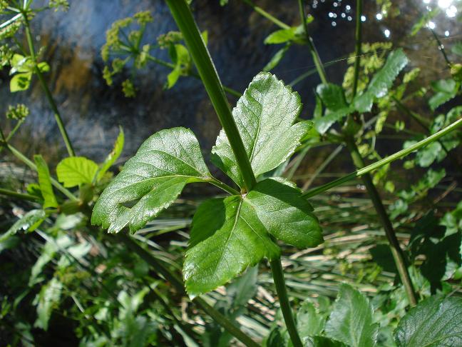 Smyrnium olusatrum / Corinoli comune